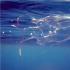 Юная итальянская пловчиха погибла на филиппинах от укуса медузы Симптомы и признаки