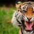 ﻿ Животное тигр описание, анатомия, образ жизни Какой размер тигра