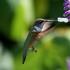 Где обитает птица колибри, каков ее размер, особенности