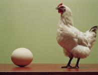 Как курица несет яйца, сколько часов образовывается яйцо и нужен ли для этого петух Откуда выходит яйцо у курицы