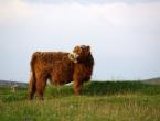 Хайленд – шотландская высокогорная корова Знакомимся с детальным описанием всех характеристик породы