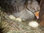 Яйценоскость домашних гусей: сколько дней и как гусыня высиживает яйца