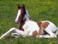 Пинто — описание и фото породы лошади Такая разная порода