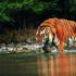 Тигр: фото и видео, описание породы, подвиды, образ жизни, охота Размножение тигров