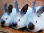 Разведение кроликов на мясо Кролики разведение на мясо