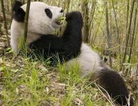 Большая панда или бамбуковый медведь