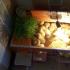 Правила выращивания цыплят несушек в домашних условиях