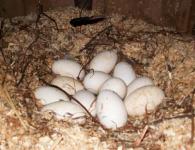 Выведение гусят: подкладываем яйца под гусыню