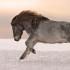 Местная порода лошадей: якутская лошадь