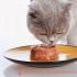 Особенности питания и ухода за питомцами британской породы Правильное питание для котят британцев