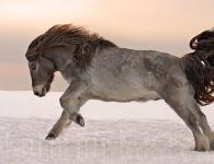 Местная порода лошадей: якутская лошадь