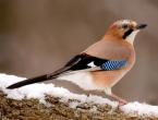 Птица сойка где обитает. Сойка: описание птицы. Поведение и питание сойки в естественной среде