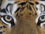 ﻿ Животное тигр описание, анатомия, образ жизни Тигр хищный зверь