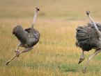 Какая максимальная скорость страуса?