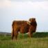 Хайленд – шотландская высокогорная корова Знакомимся с детальным описанием всех характеристик породы