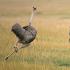 Какая максимальная скорость страуса?