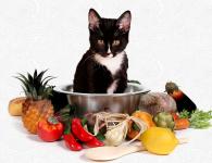 Кормим кошку правильно натуральной едой: чем кормить в домашних условиях, советы ветеринаров и меню Что едят коты кроме корма