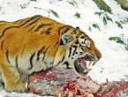 Виды тигров. Фото, описание. Тигры: какими бывают Тигр вид хищных