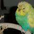 Ожереловый и волнистый попугаи – сколько раз происходит линька, уход и кормление Корм во время линьки для матизы