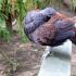 Павлиний фазан Ротшильда: вся информация о жизни птицы