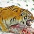 Виды тигров. Фото, описание. Тигры: какими бывают Тигр вид хищных