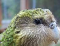 Какапо - нелетающий попугай из Новой Зеландии (26 фото) Совиный попугай