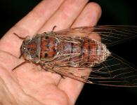 Цикада – поющее насекомое Что ест цикада