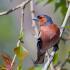 Птица зяблик: фото и описание, образ жизни, среда обитания