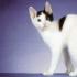 Japonský bobtail - charakter a popis plemene koček