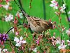 House sparrow description of nutrition, difference from tree sparrow