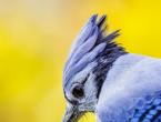 Pasăre Jay: descriere și fotografie