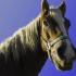 Inaktivierter Impfstoff gegen Pferdewäsche