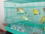 Songbirds Veľkosti klietok pre spevavé vtáky podľa Nikonova