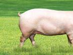 Schweinerassen mit Beschreibungen und Fotos für die Hinterhofzucht