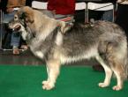 Karst Shepherd Dog Charakterové vlastnosti, účel a výcvik