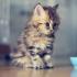 Jak a čím krmit kočku, aby byl mazlíček zdravý Co kočky jedí a pijí?