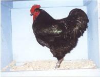 Die größten Hühner der Welt mit ausgezeichnetem Fleisch – die Jersey-Hühnerrasse Jersey Giant