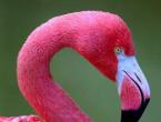 How do flamingos reproduce?