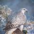 Gyrfalcon - Falco gyrfalco: popis a obrázky vtáka, jeho hniezdo, vajcia a hlasové nahrávky Kde sa nachádza gyrfalcon