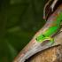 Гущер Gecko: снимка и описание, местообитание, грижи и хранене у дома, невероятни факти Каква е разликата между гекон и гущер