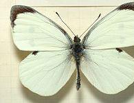 Бізнес-план парку живих метеликів Ферма метеликів бізнес відгуки власників