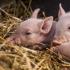 Bir domuz yavrusunda ishal: nedenleri ve tedavisi