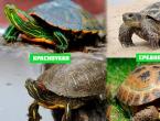 Evde kara kaplumbağasının bakımı Kaplumbağaların bakımı