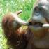 Sumatra orangutan: təsviri və fotoşəkili