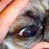 O chorobách mopsov: príznaky a liečba Aké choroby môže pes mops preniesť na dieťa?