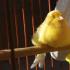 Breeds and types of domestic canaries How to keep a canary at home