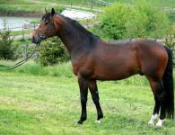 Oryol trotter: description, care and feeding Trotter horse