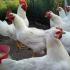 Описание и характеристики на продуктивността на кръстосани пилета Херкулес Характеристики на пилета Херкулес