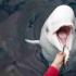 Bílá velryba aneb jak komunikují „mořští kanárci“ Velkým bílým delfínům se říká