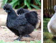 Features of the Chinese silk chicken breed